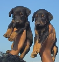 Order Female  Doberman Puppy from Kolkata